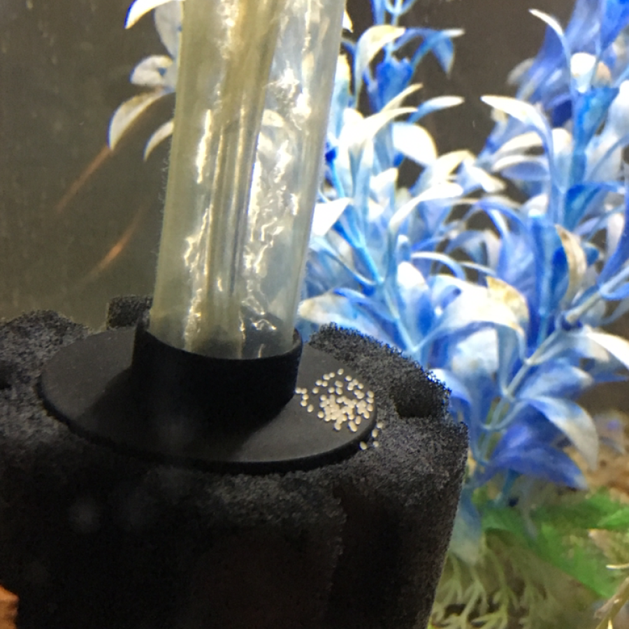 blue ram eggs sitting on a sponge filter