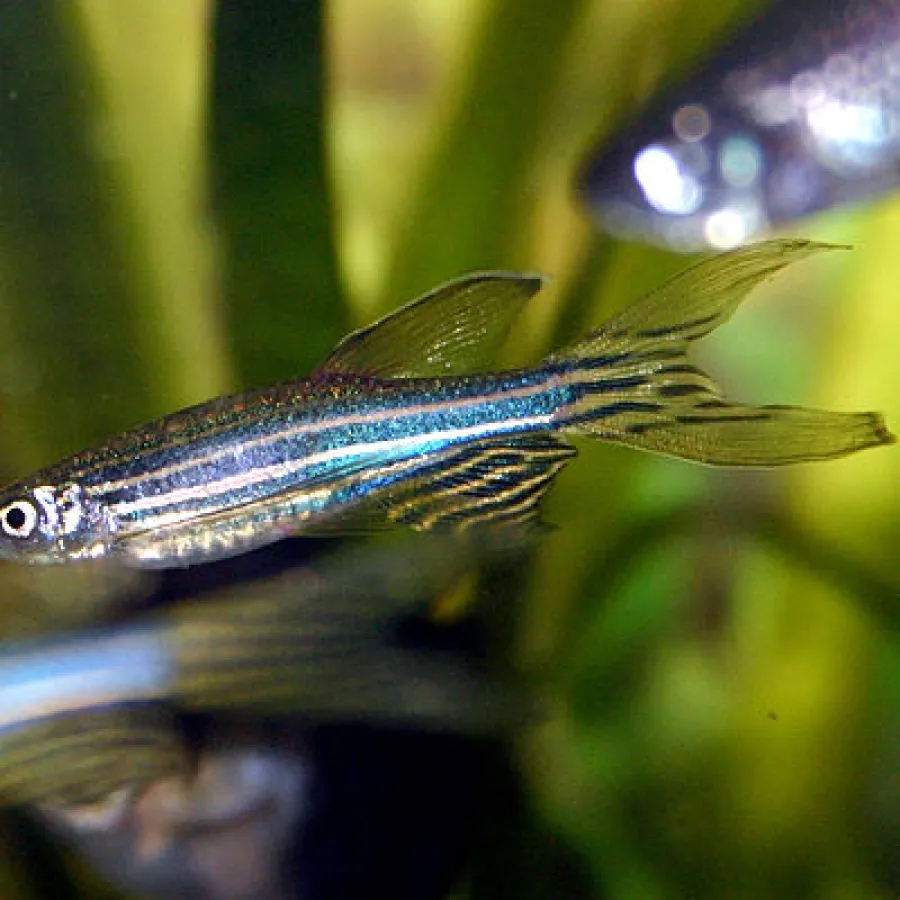 Zebra Danio