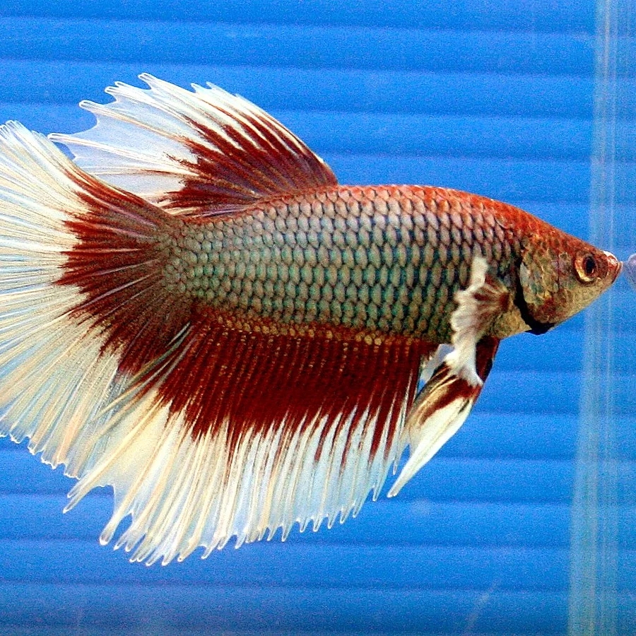 Male Betta fish