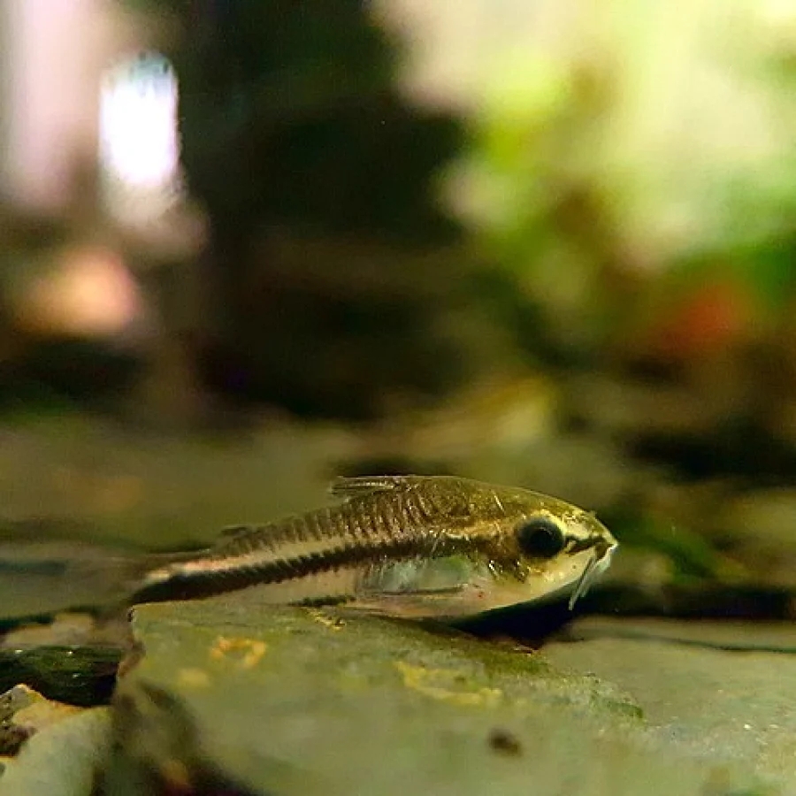 Pygmy Corydoras 