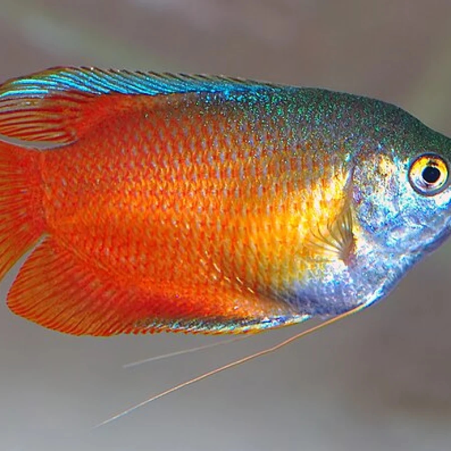 Dwarf Gourami
