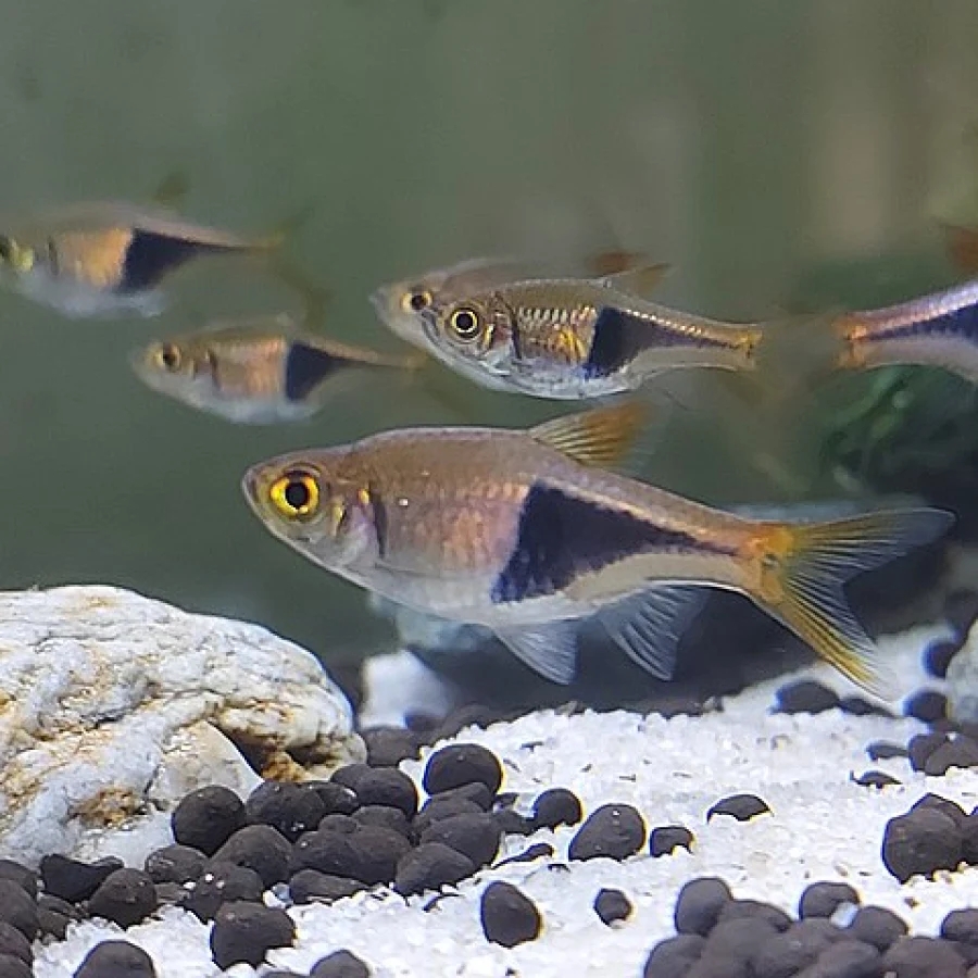 Harelquin Rasbora