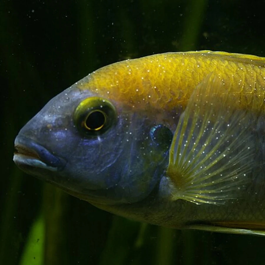 african cichlid with ich