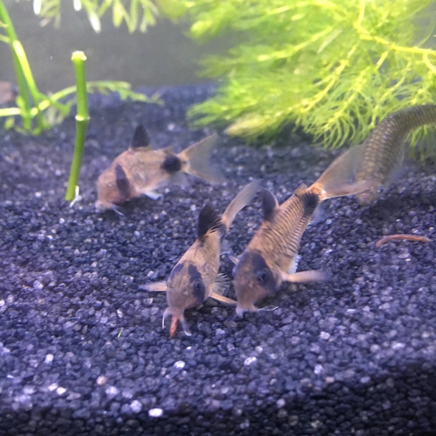 panda corydoras 