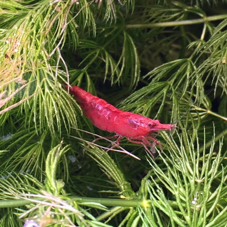 cherry shrimp