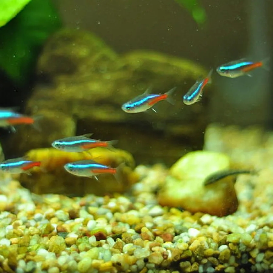 neon tetras