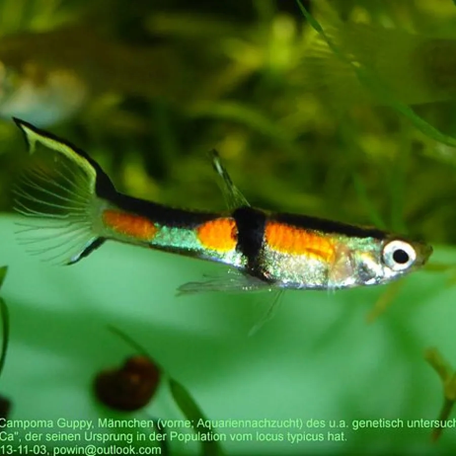 Endlers livebearer